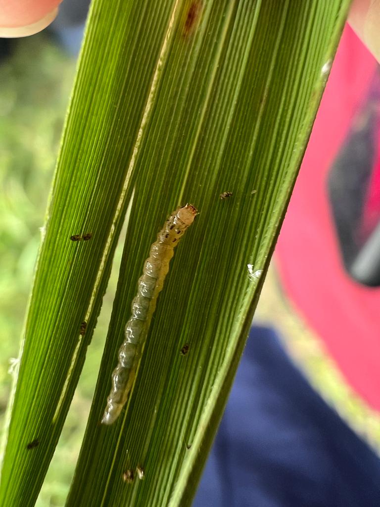 Pest biology and management